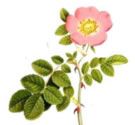 Rosa Mosqueta - Rosa Affinis Rubiginosa